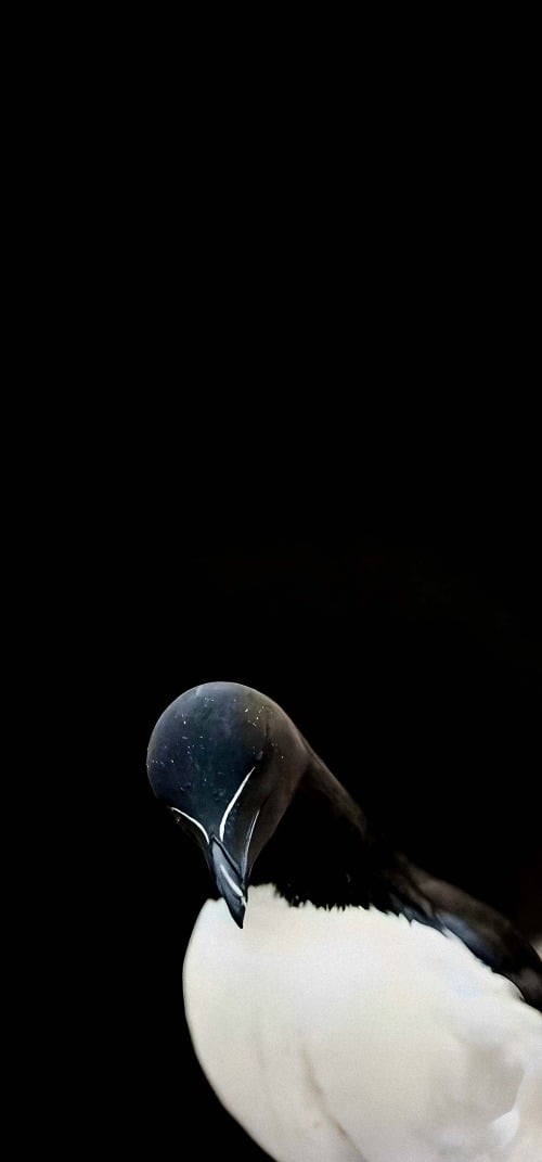 Aesthetic Wallpapers iPhone 4k