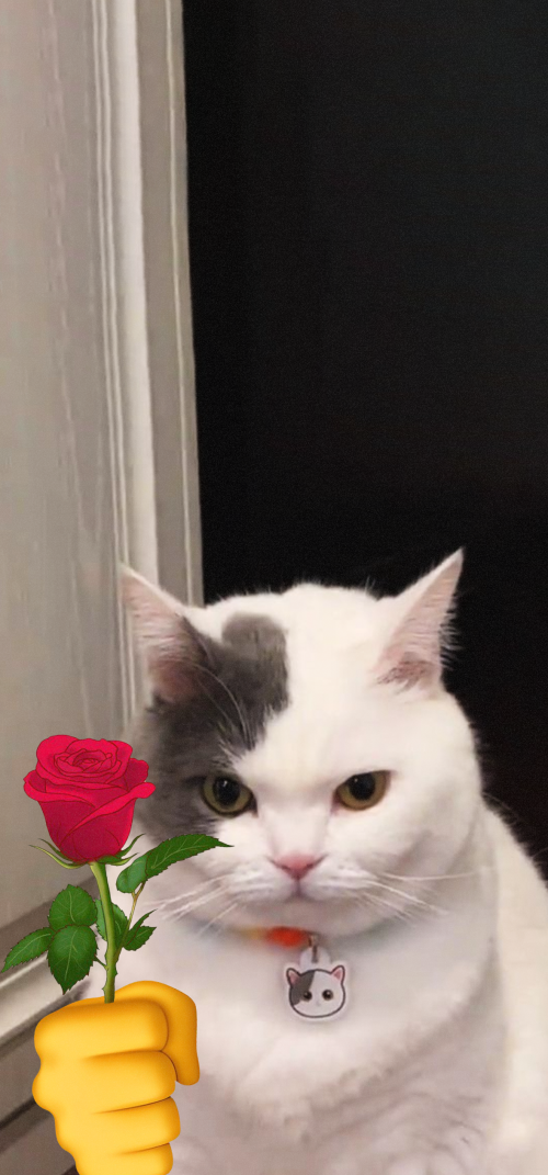 Meme Wallpapers 4k iPhone