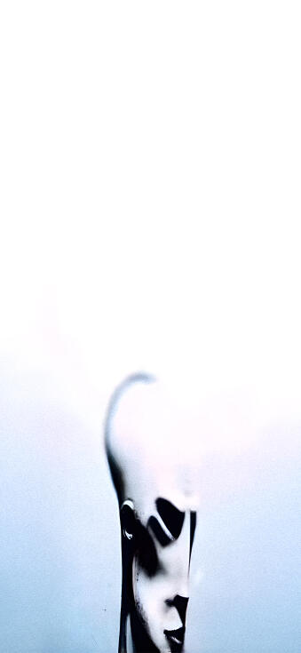 Memes HD Phone Wallpaper