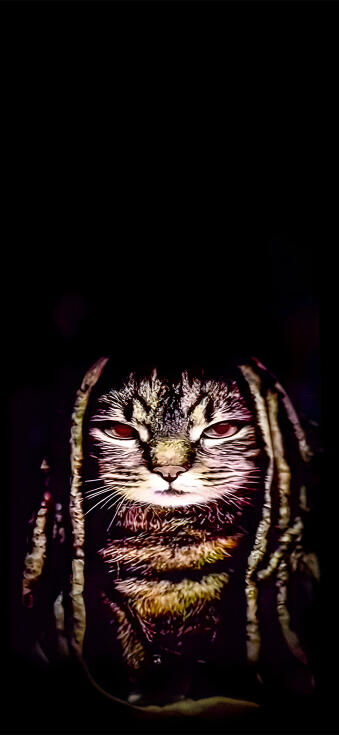 Memes Phone HD Wallpaper