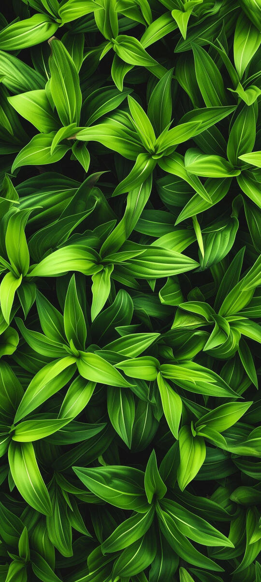Nature HD 4k Wallpapers