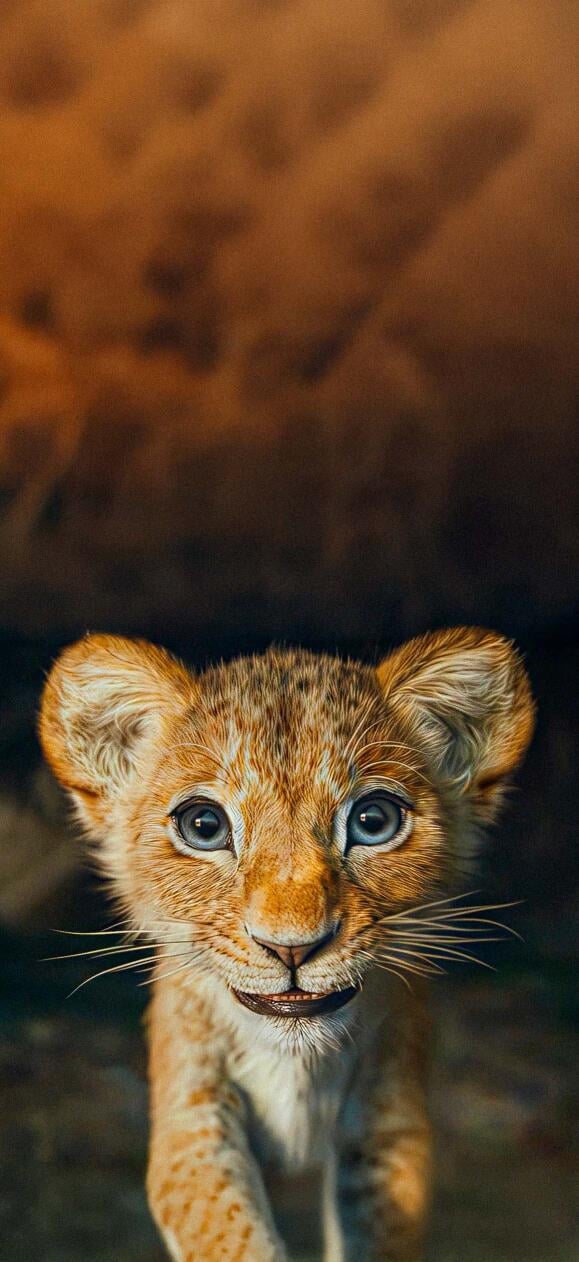 Lion King Wallpapers HD