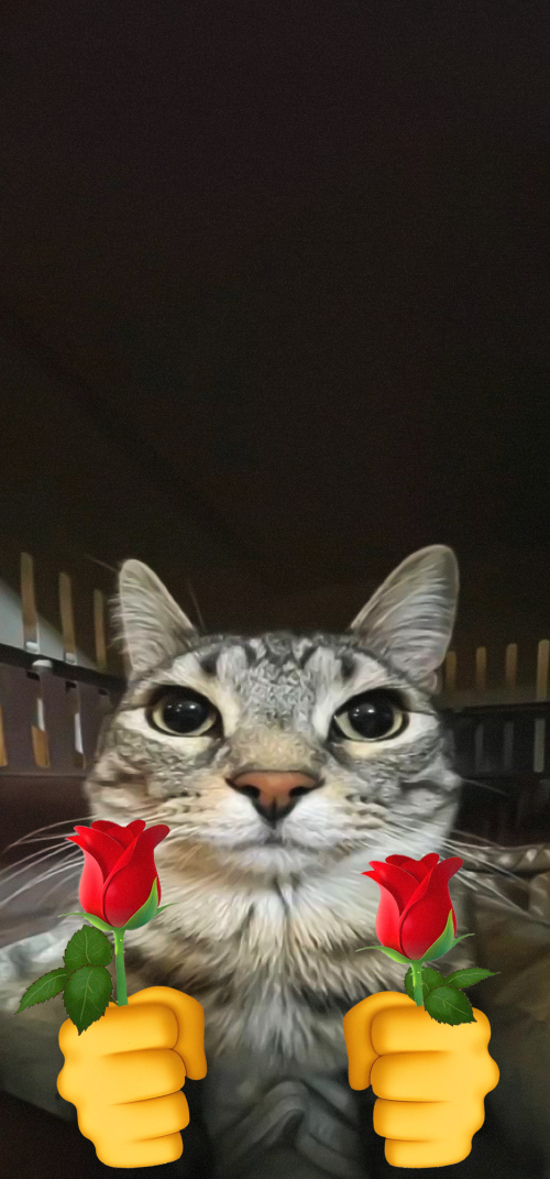 Meme Wallpapers 4k iPhone