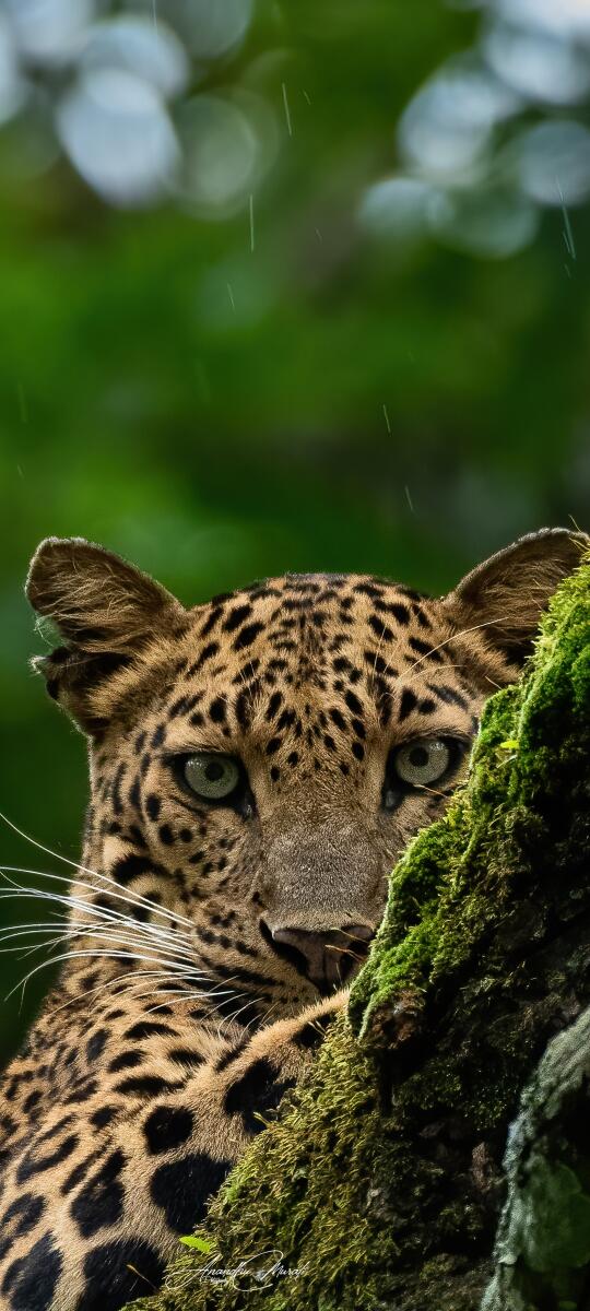 Nature Phone Wallpapers