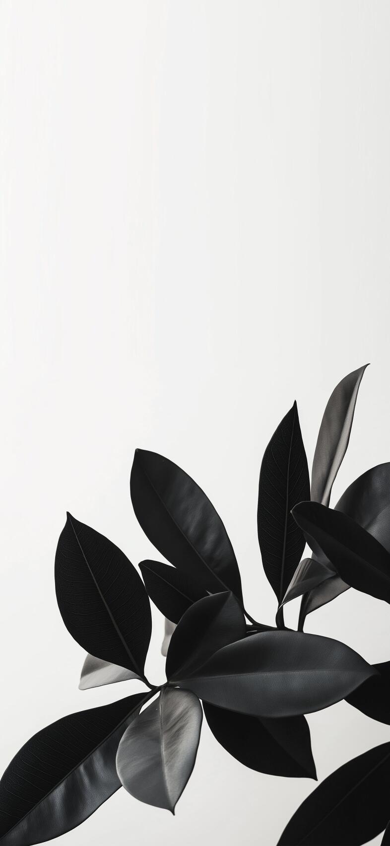 Nature HD Phone Wallpapers