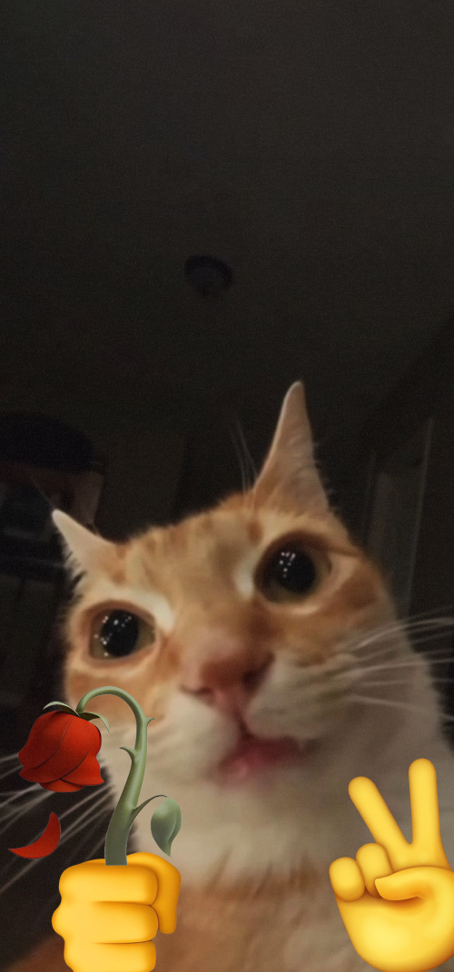 Meme Wallpapers 4k iPhone