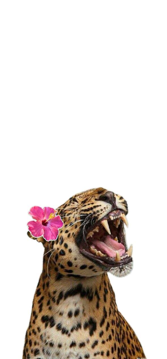 Aesthetic Wallpapers