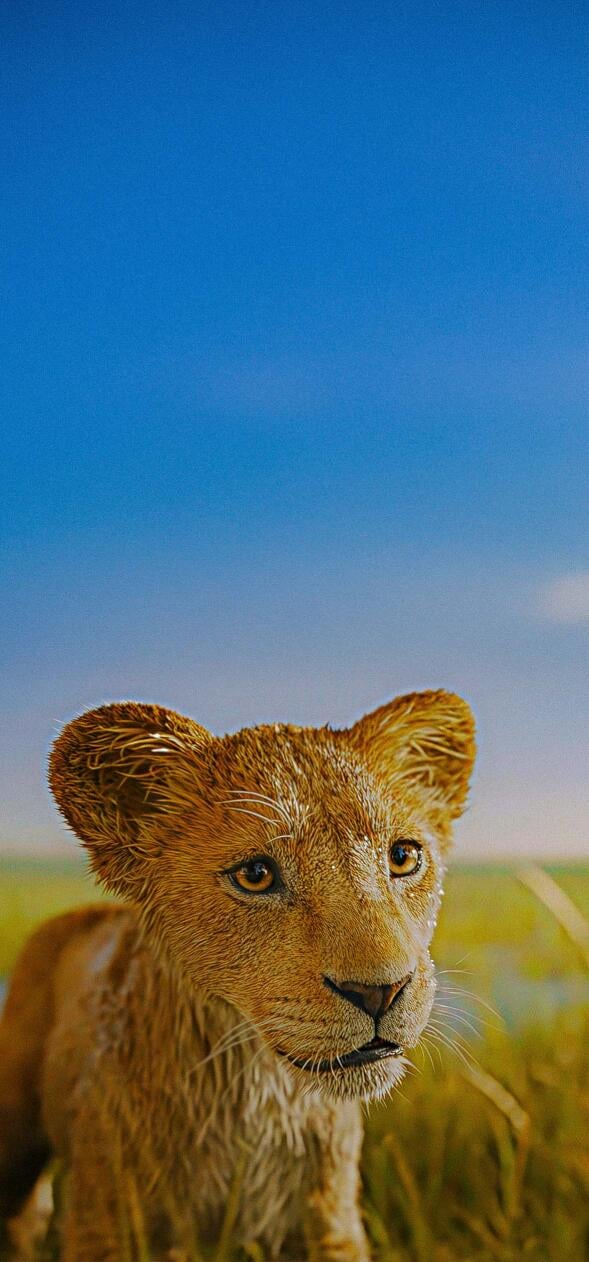 The Lion King Wallpapers HD