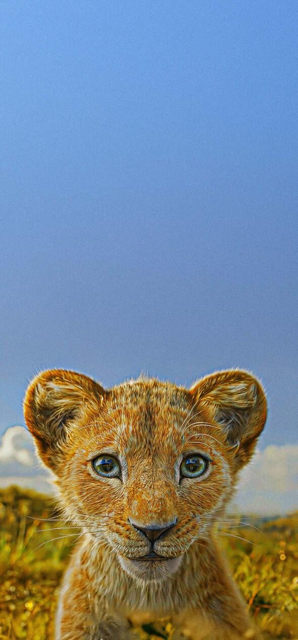 The Lion King Wallpapers for Mobile