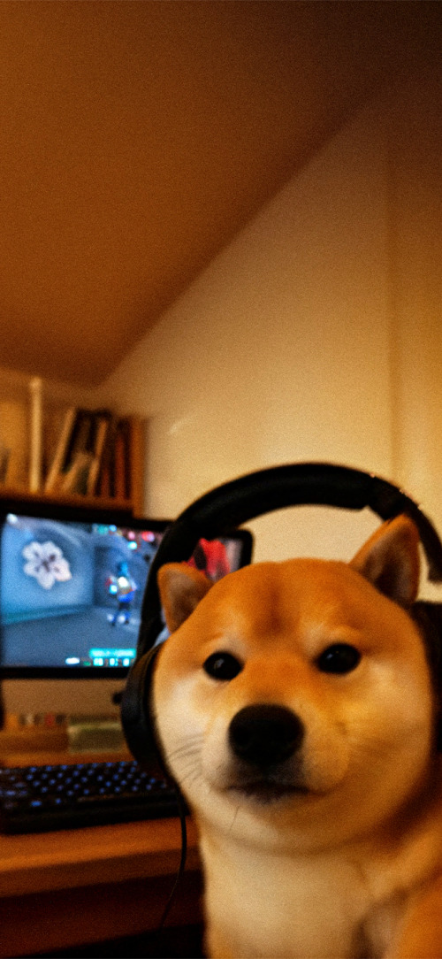 Meme Matching Wallpapers 4k iPhone