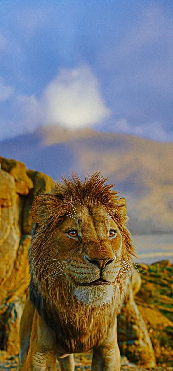 The Lion King Wallpapers HD